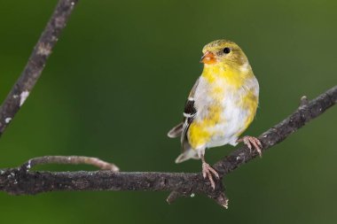 Amerikan ispinozu Bir ağacın dalına tünemiş