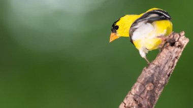 Amerikan ispinozu Ağaç dalında dinleniyor