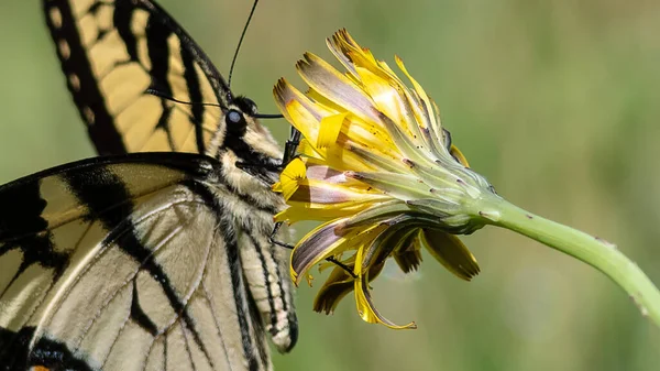 Hirondelle Tigrée Est Sirotant Nectar Fleur Accommodante — Photo