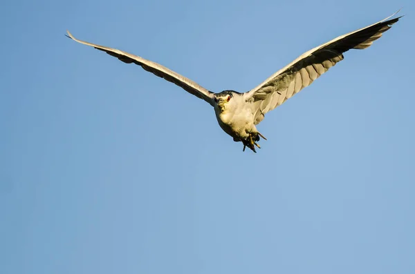 Black Crowned Night Heron Making Direct Eye Contact While Flying — Stock Photo, Image