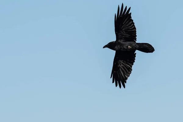 Zwarte Raaf Vliegt Een Blauwe Lucht — Stockfoto