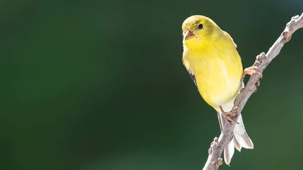 American Goldfinch Resting Tree Branch — Stock fotografie