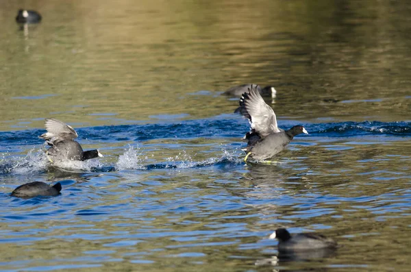 Two American Coots Engaged Fight Water — Stock Photo, Image