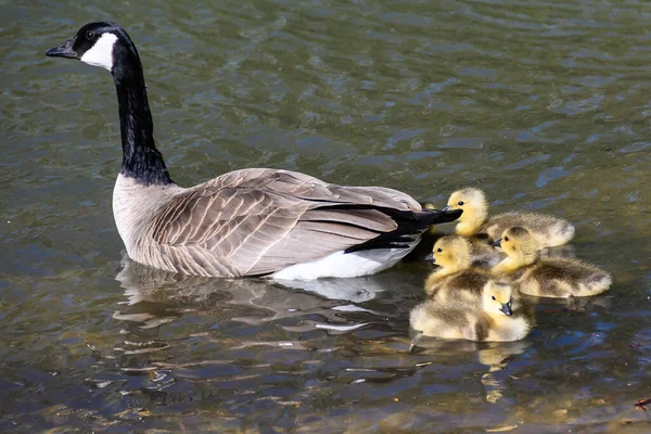 Adorable Newborn Goslings Swimming Mother — Stock Photo, Image