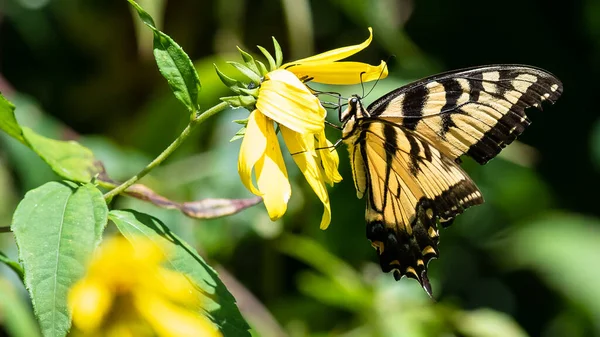 Ανατολική Tiger Καταπιεί Πεταλούδα Πίνοντας Νέκταρ Από Λουλούδι Διαμονή — Φωτογραφία Αρχείου