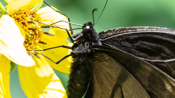 Dark Morph Eastern Tiger Swallowtail Papillon Sirotant Nectar Fleur Accommodante — Photo