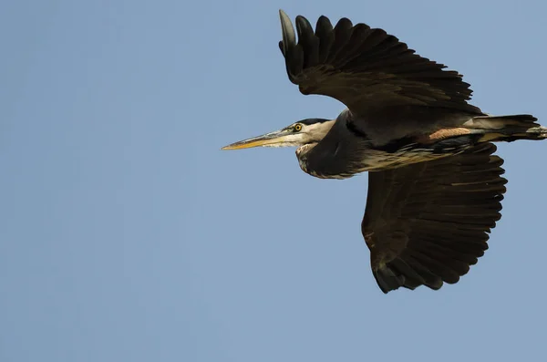 Grand Héron Volant Dans Ciel Bleu — Photo