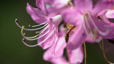 Güzel Azalea Mavi Tepe Yolu boyunca çiçek açıyor.