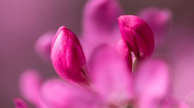 Güzel Azalea Mavi Tepe Yolu boyunca çiçek açıyor.
