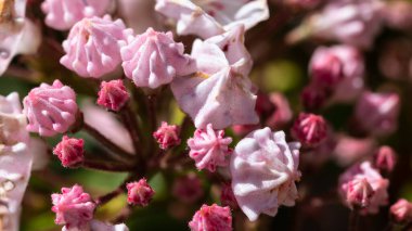 Dağ Laurel Buds Appalachian Baharı 'nda çiçek açmak üzere.