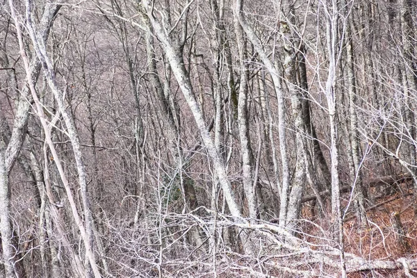 Forêt Couverte Lichens Comme Elle Existait Dans Monde Fantastique — Photo