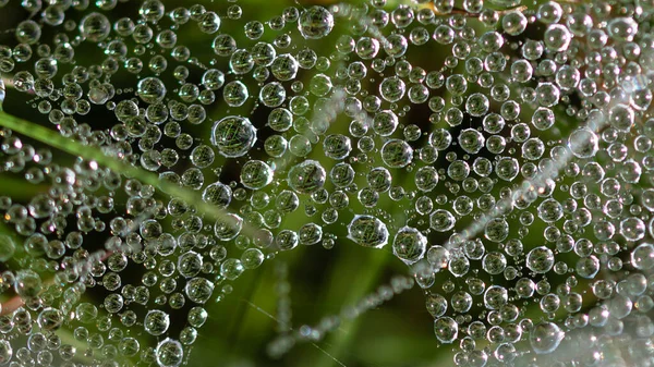 Reflexões Nas Pequenas Gotas Orvalho Agarradas Tranças Teia Aranhas — Fotografia de Stock