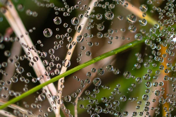 Spiegelungen Den Winzigen Tautropfen Die Sich Die Stränge Des Spinnennetzes — Stockfoto