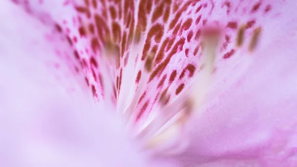 Delicate Rhododendron Blooming Appalachian Spring — Zdjęcie stockowe