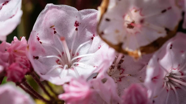 Mountain Laurel Blooming Appalachian Spring — Stock Photo, Image