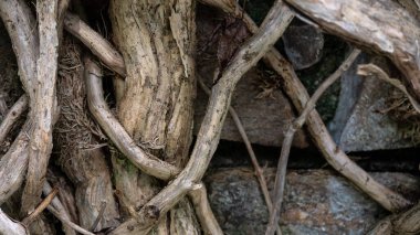 Doğa soyut: Gnarled Weathered Ancient Vines Gizli Taş Duvarı 'na tırmanıyor