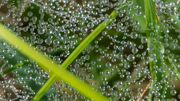 Refleksje Maleńkich Kropelkach Rosy Przylegających Pajęczyn — Zdjęcie stockowe