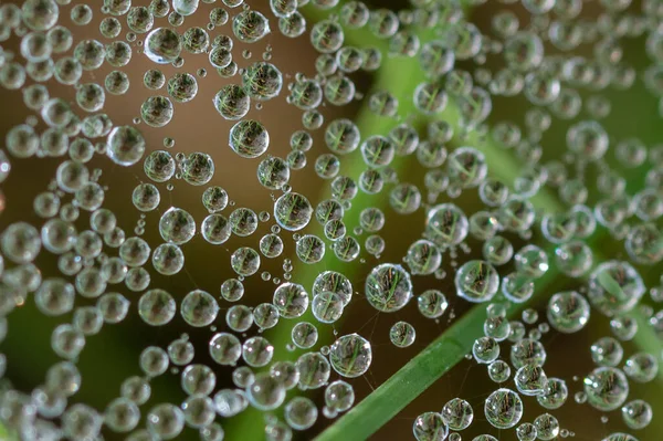 Reflections Tiny Drops Dew Clinging Strands Spiders Web — Stock Photo, Image