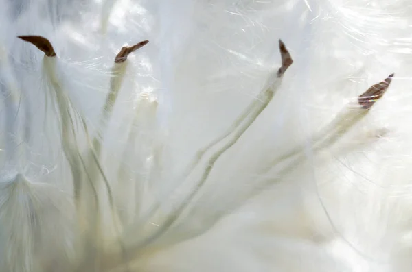 Doğa Özet Hassas Beyaz Süt Kardeş Tohum Lifleri — Stok fotoğraf