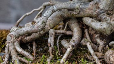 Olgun Bonsai Ağacının Gnarled ve Twisted Kökleri