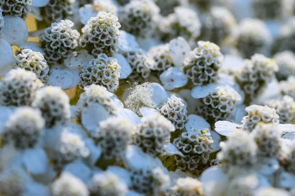 Réflexions Dans Les Minuscules Gouttes Rosée Accrochées Aux Brins Araignées — Photo