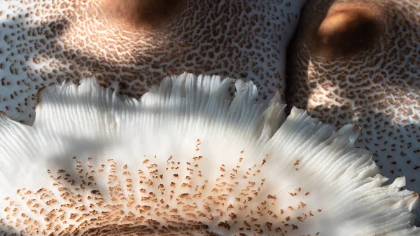自然文摘 巴索蘑菇的盖帽 — 图库照片