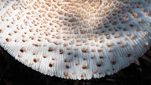 Natura Astratta Caps Parasol Mushroom — Foto Stock