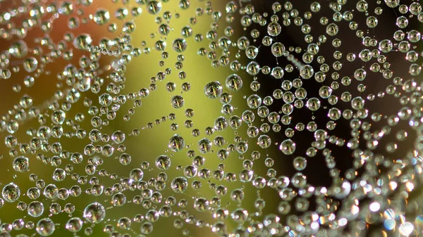 Reflections Tiny Drops Dew Clinging Strands Spiders Web — 스톡 사진