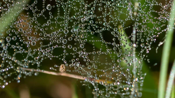 Reflexões Nas Pequenas Gotas Orvalho Agarradas Tranças Teia Aranhas — Fotografia de Stock