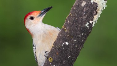 Kırmızı Göbekli Ağaçkakan Ağacın Dalına Tünemiş
