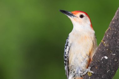 Kırmızı Göbekli Ağaçkakan Ağacın Dalına Tünemiş