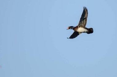 Orman Ördeği Mavi Gökte Uçuyor
