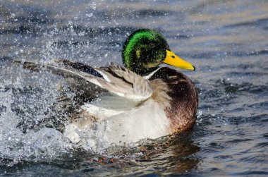 Mallard Duck Serin ve Ferahlatıcı Su 'da Oynuyor ve Sıçrıyor