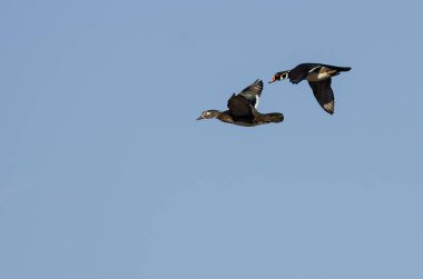 Bir çift ördek Mavi Gökte Uçuyor