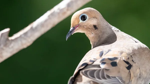 Curieuse Colombe Deuil Regardant Par Dessus Son Épaule — Photo