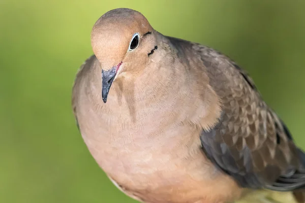 Cerrar Perfil Una Paloma Luto Mientras Está Posada Una Rama — Foto de Stock