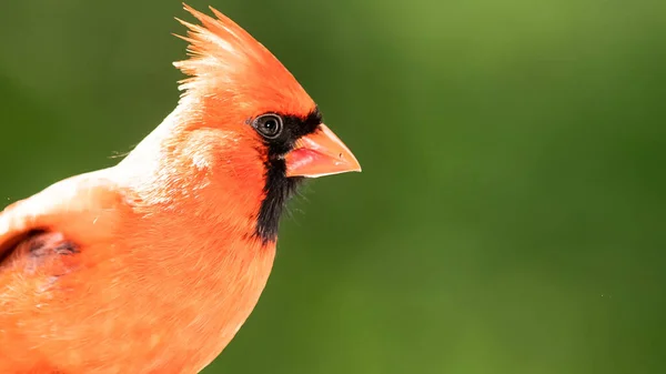 Allarme Cardinale Del Nord Appollaiato Albero — Foto Stock