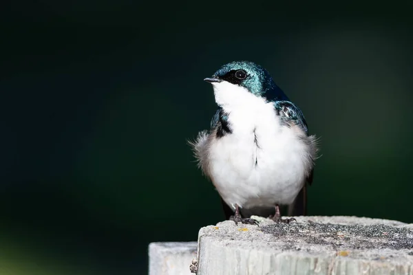 Tree Swallow Perched Old Weathered Wooden Fence Post — Stock Photo, Image