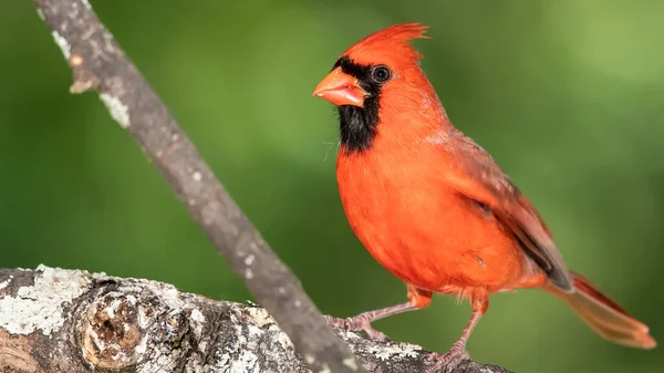 Noordelijke Kardinaal Neergestreken Een Tak Van Een Boom — Stockfoto