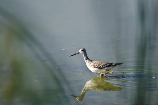 Greater Yellowlegs Hunting Shallow Water — Stock Photo, Image