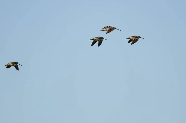 Flock Wilson Snipe Volando Cielo Azul — Foto de Stock