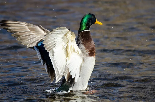 Mallard Duck Estirando Sus Alas Mientras Descansa Agua — Foto de Stock