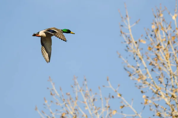 Mallard Duck Letí Nízko Nad Podzimními Stromy — Stock fotografie