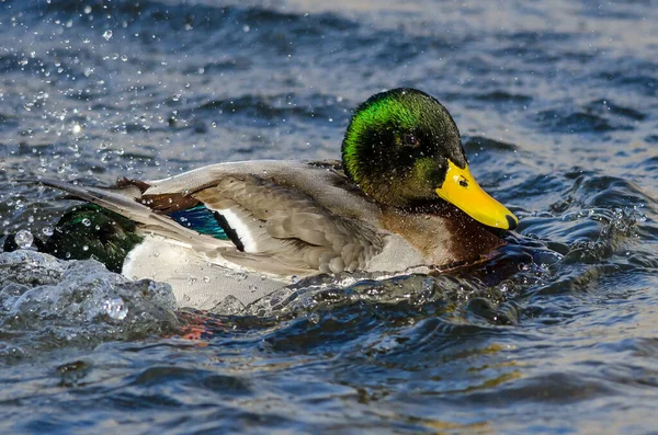 Mallard Πάπια Αναπαύεται Στο Ήσυχο Μπλε Νερό — Φωτογραφία Αρχείου