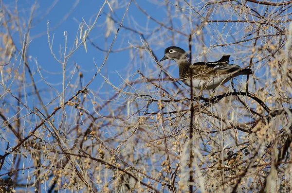 Wood Duck Perched High Autumn Tree Tops — Stock Photo, Image