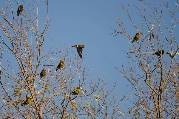 Flock Evening Grosbeak Resting Trees — Fotografia de Stock