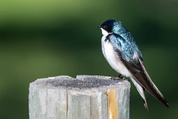 Träd Svälja Uppflugen Gammal Väders Trästaket Post — Stockfoto