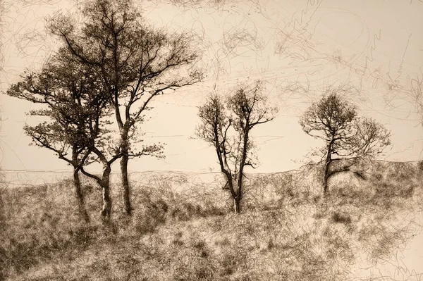 Sketch Motionless Forest Trees Enveloped Silent Mountain Fog — Fotografia de Stock