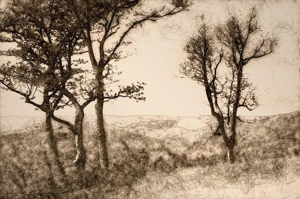Sessiz Dağ Sisi Içinde Hareketsiz Orman Ağaçlarının Çizimi — Stok fotoğraf