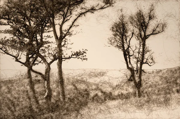 Croquis Arbres Forestiers Immobiles Enveloppés Dans Brouillard Montagne Silencieux — Photo